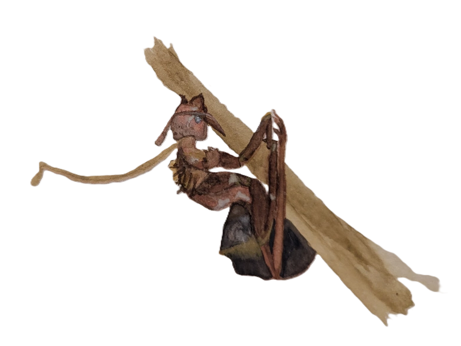 Watercolor of an ant infected with the Cordyceps fungus