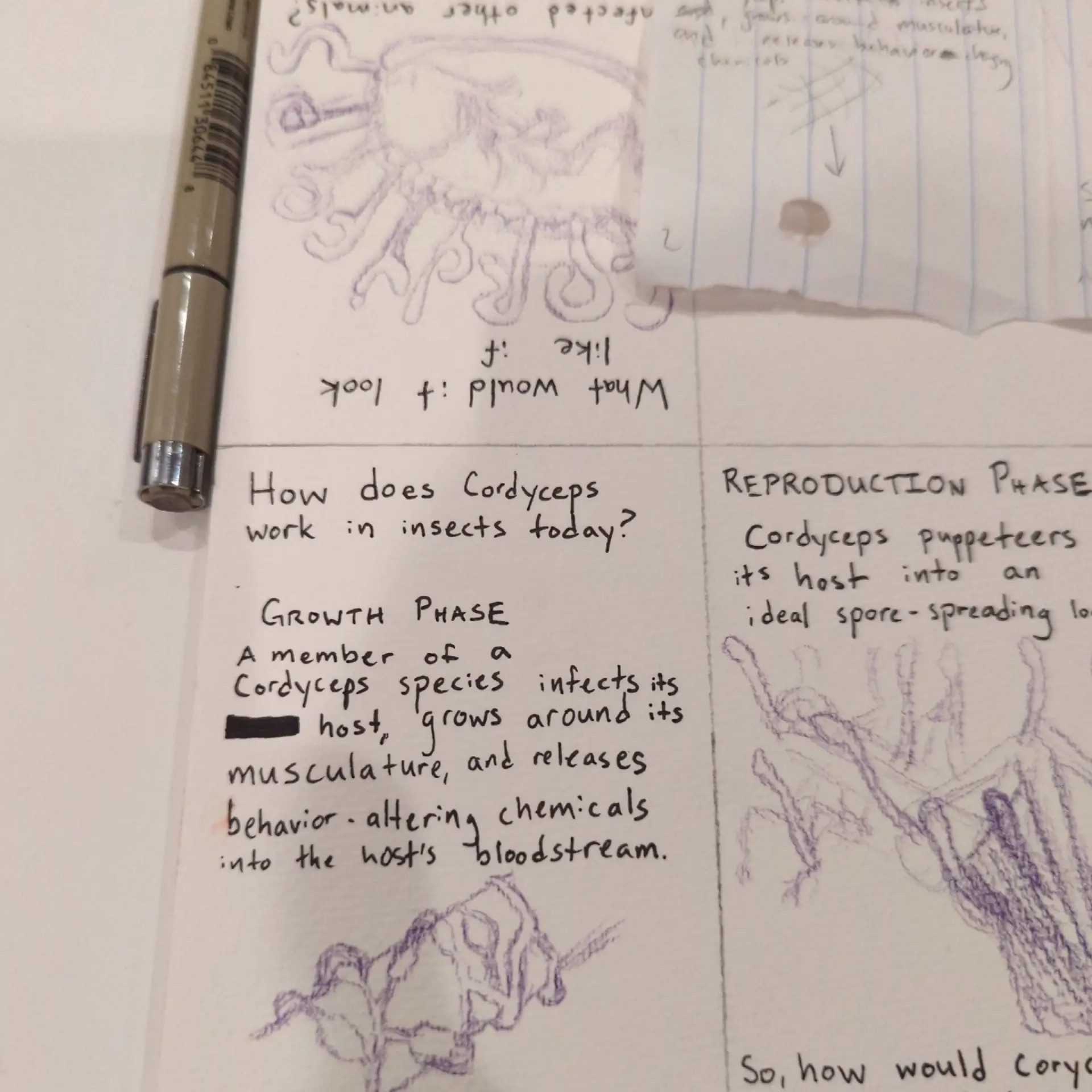 Pencil and ink sketches that show information about the Cordyceps fungus