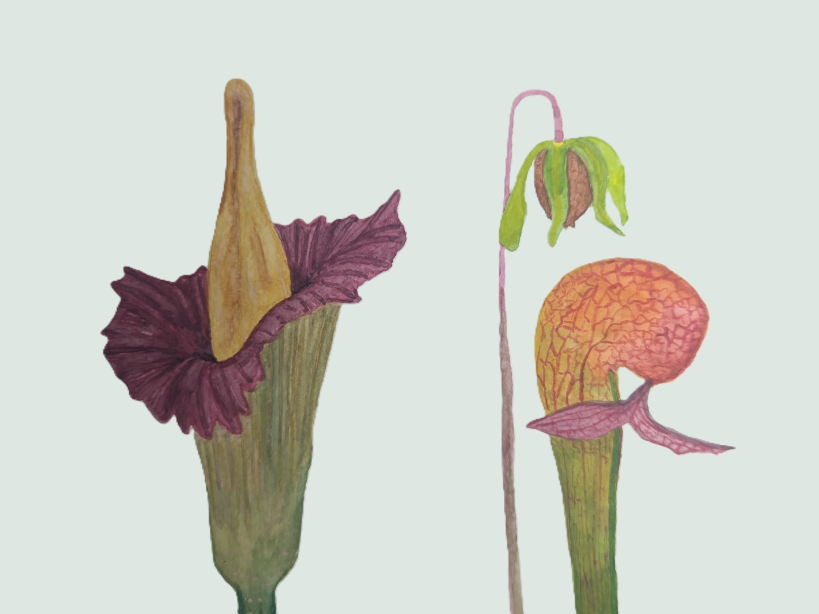 Watercolor of a corpse flower and a California pitcher plant