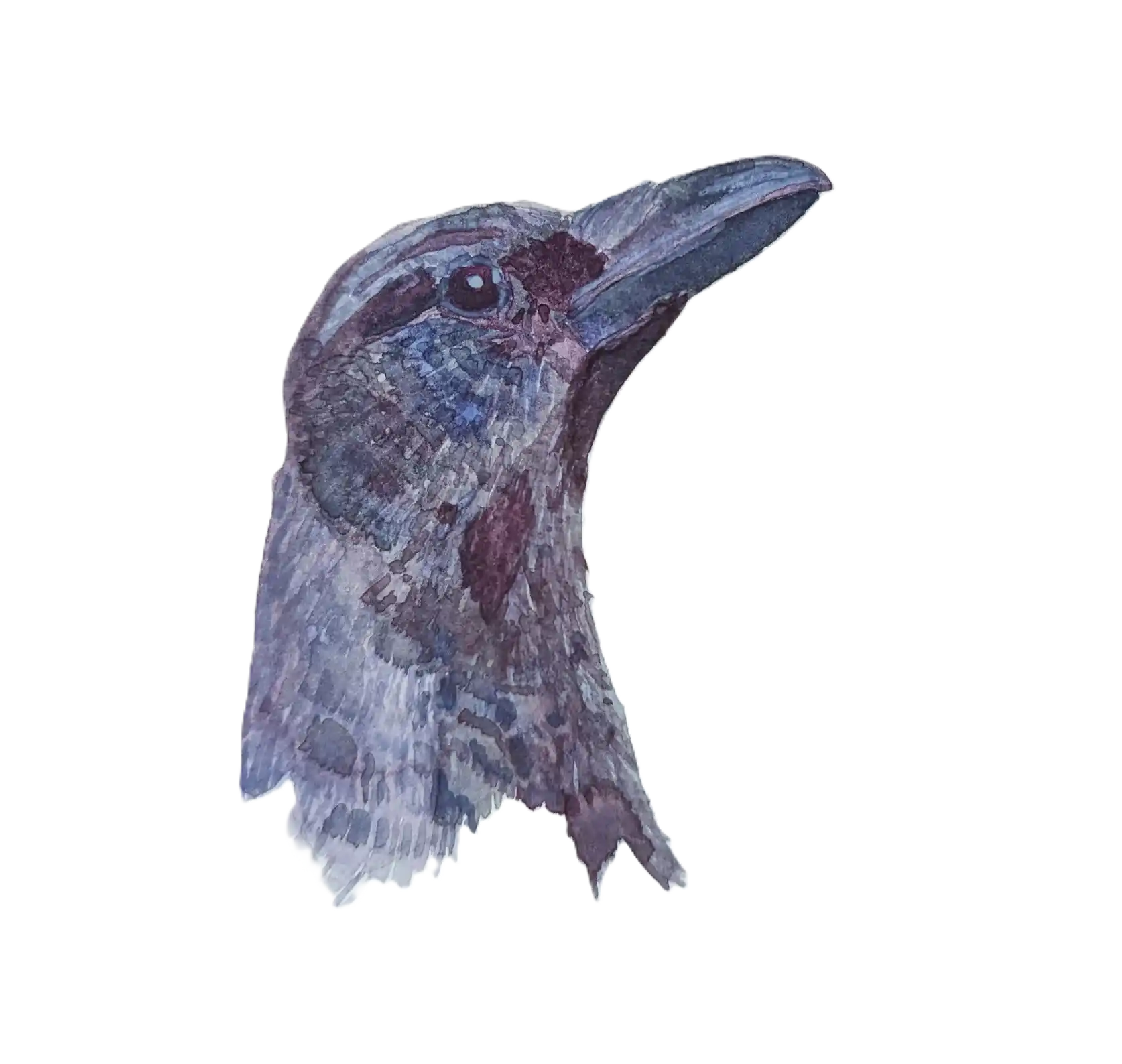 Watercolor of a crow looking upward