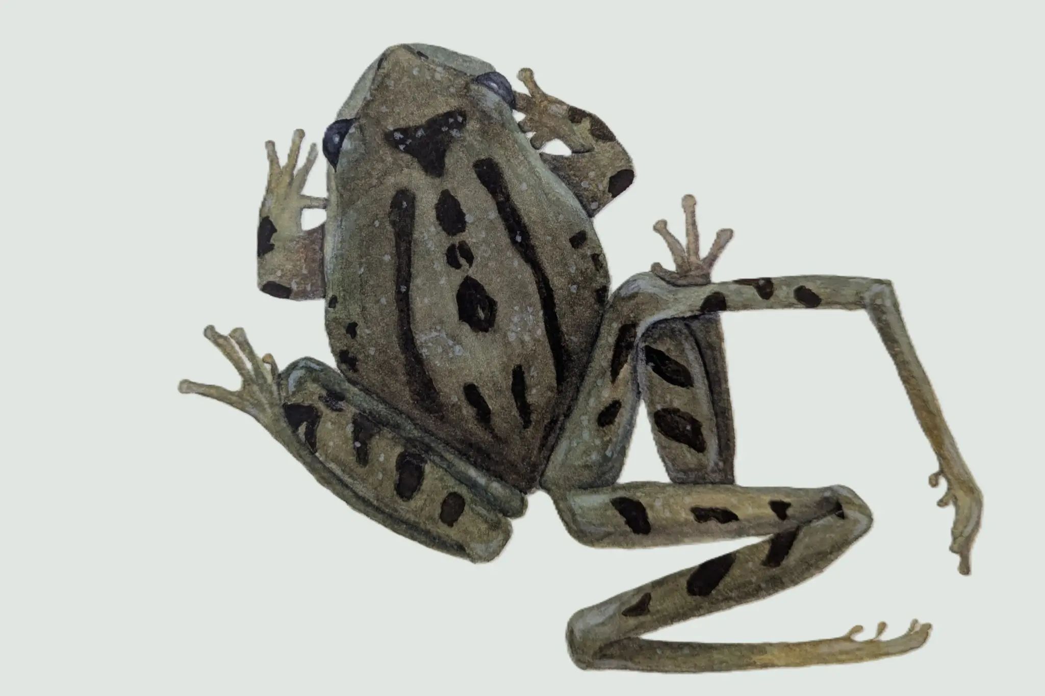 Watercolor of a small green frog with a leg deformity