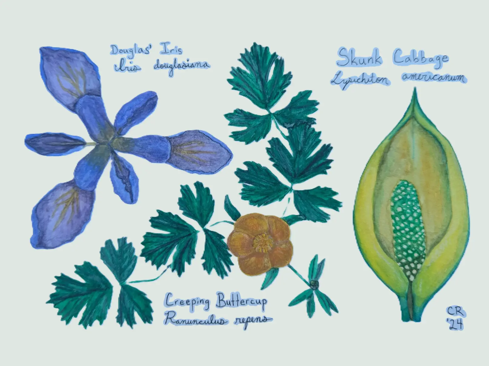 Watercolor of several wildflowers common to redwood forests