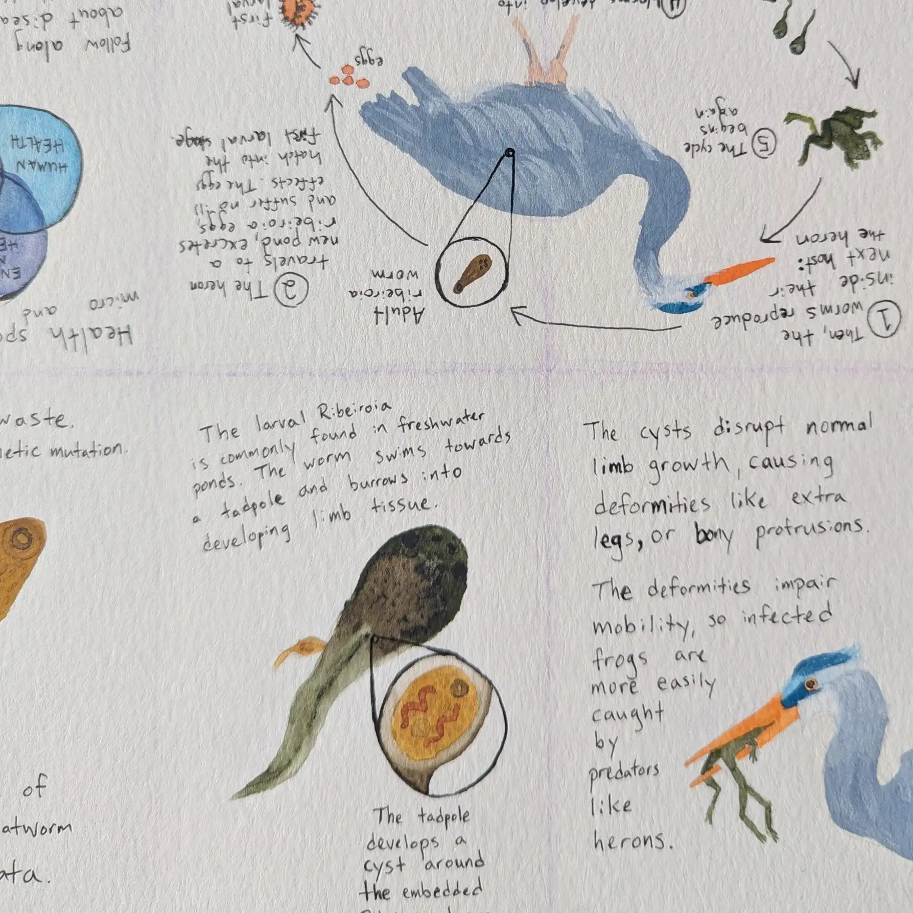 Sketches and watercolors that show information about the Ribeiroia pathogen