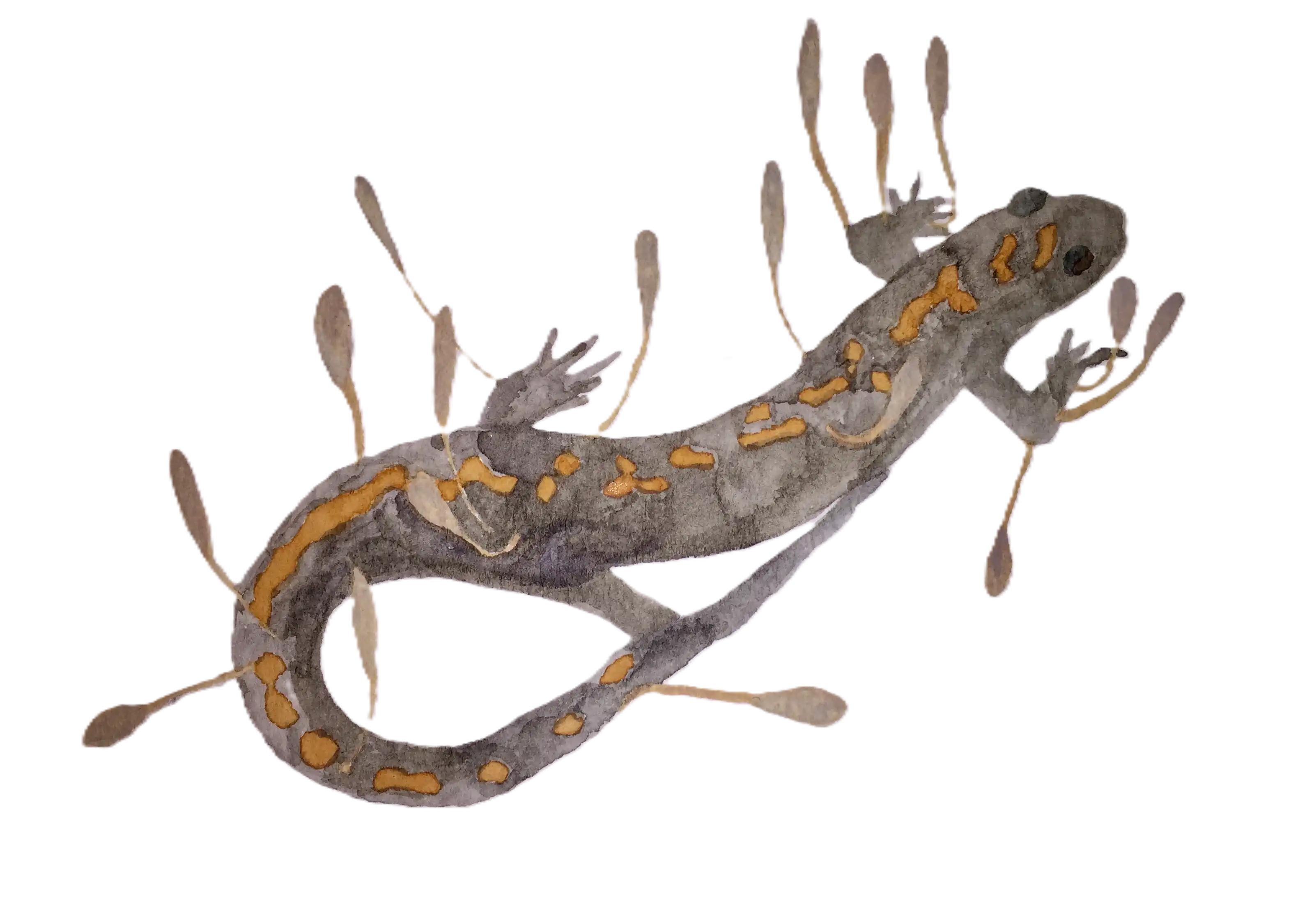 Watercolor of a black salamander with orange spots, infectd with Cordyceps fungus
