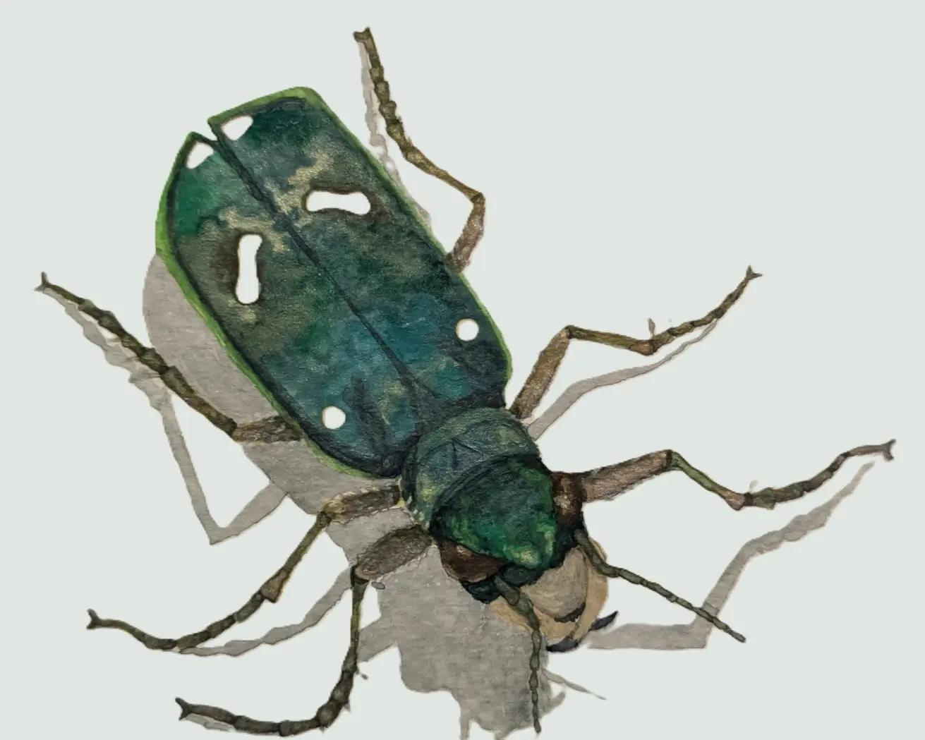 Watercolor of an Ohlone Tiger Beetle with sharp pincing jaws and a shiny green carapace