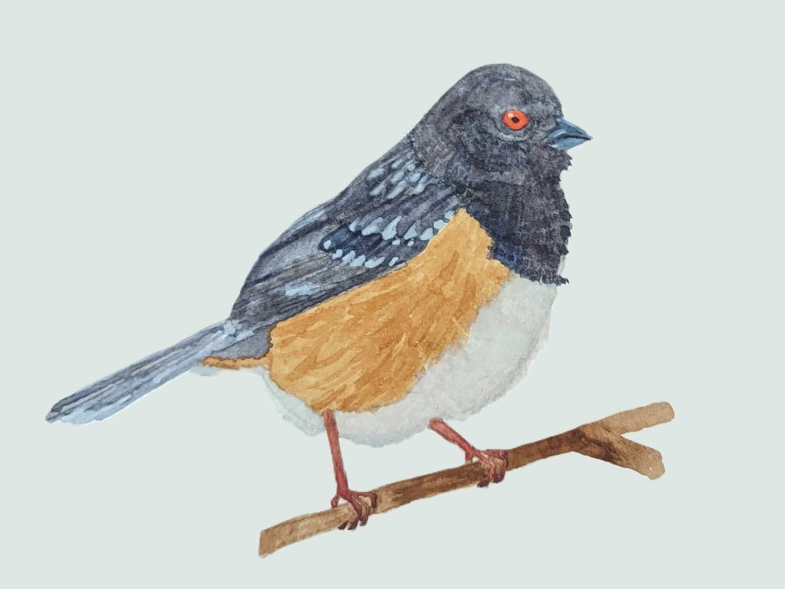 Watercolor of a Spotted Towhee
