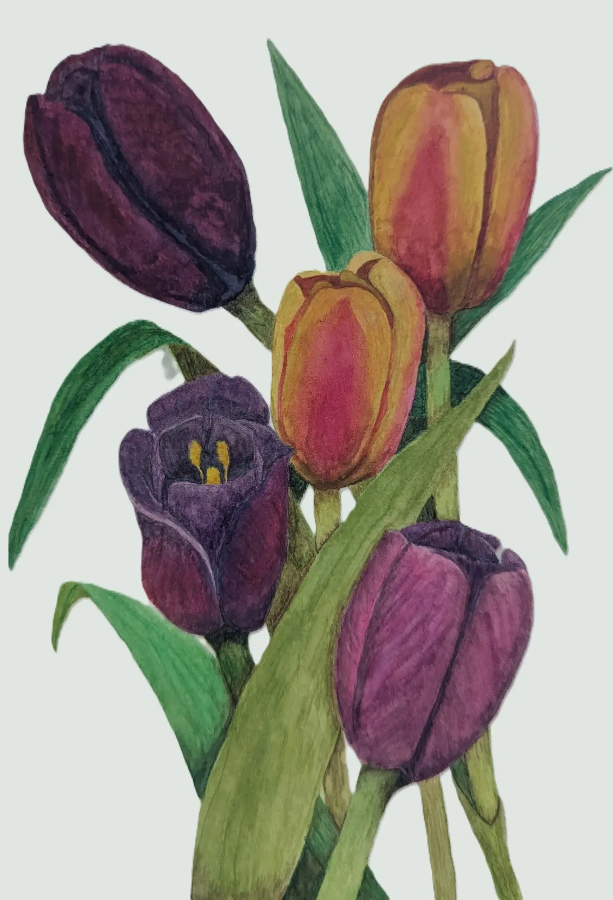 Watercolor of a colorful tulip bouquet