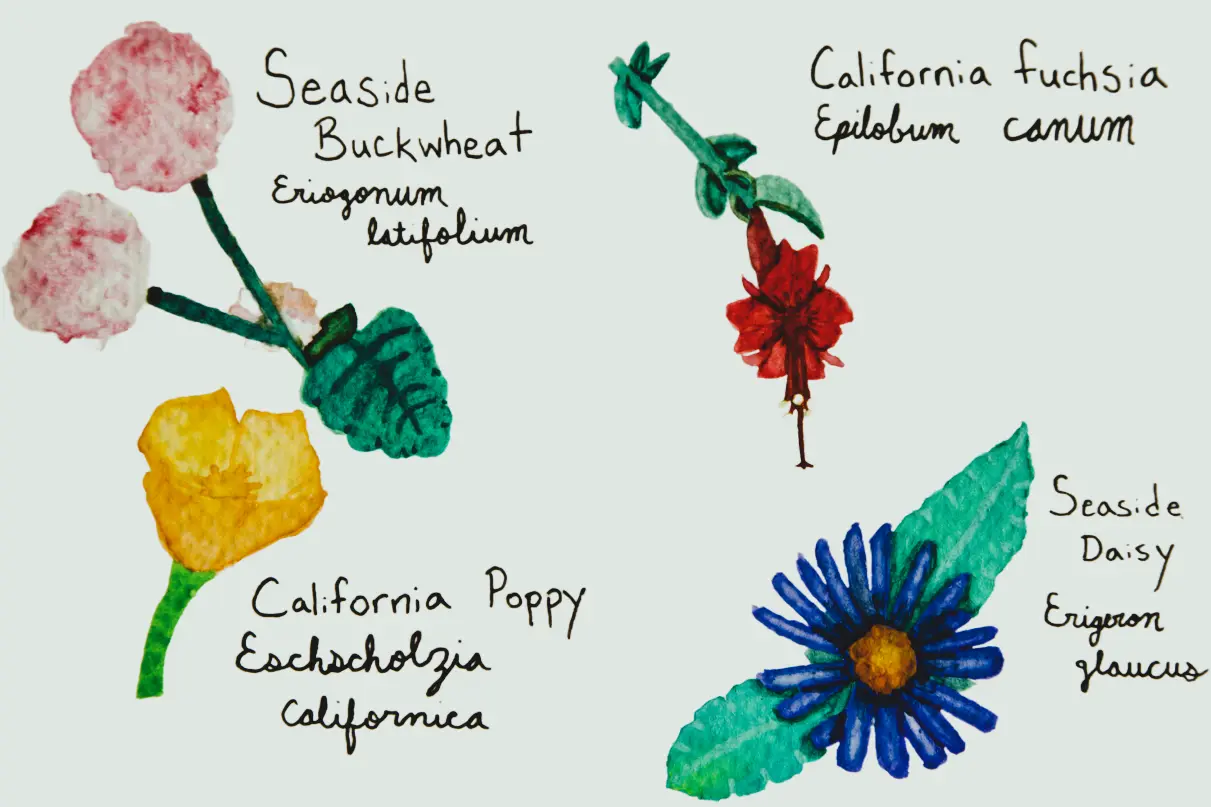 Watercolor postcard of four wildflowers, labeled with their common name and scientific name. Clockwise starting from the top left: Seaside Buckwheat (Eriogonum latifolium), California fuchsia (Epilobum canum), California Poppy (Eschscholzia californica), and Seaside Daisy (Erigeron glaucus)