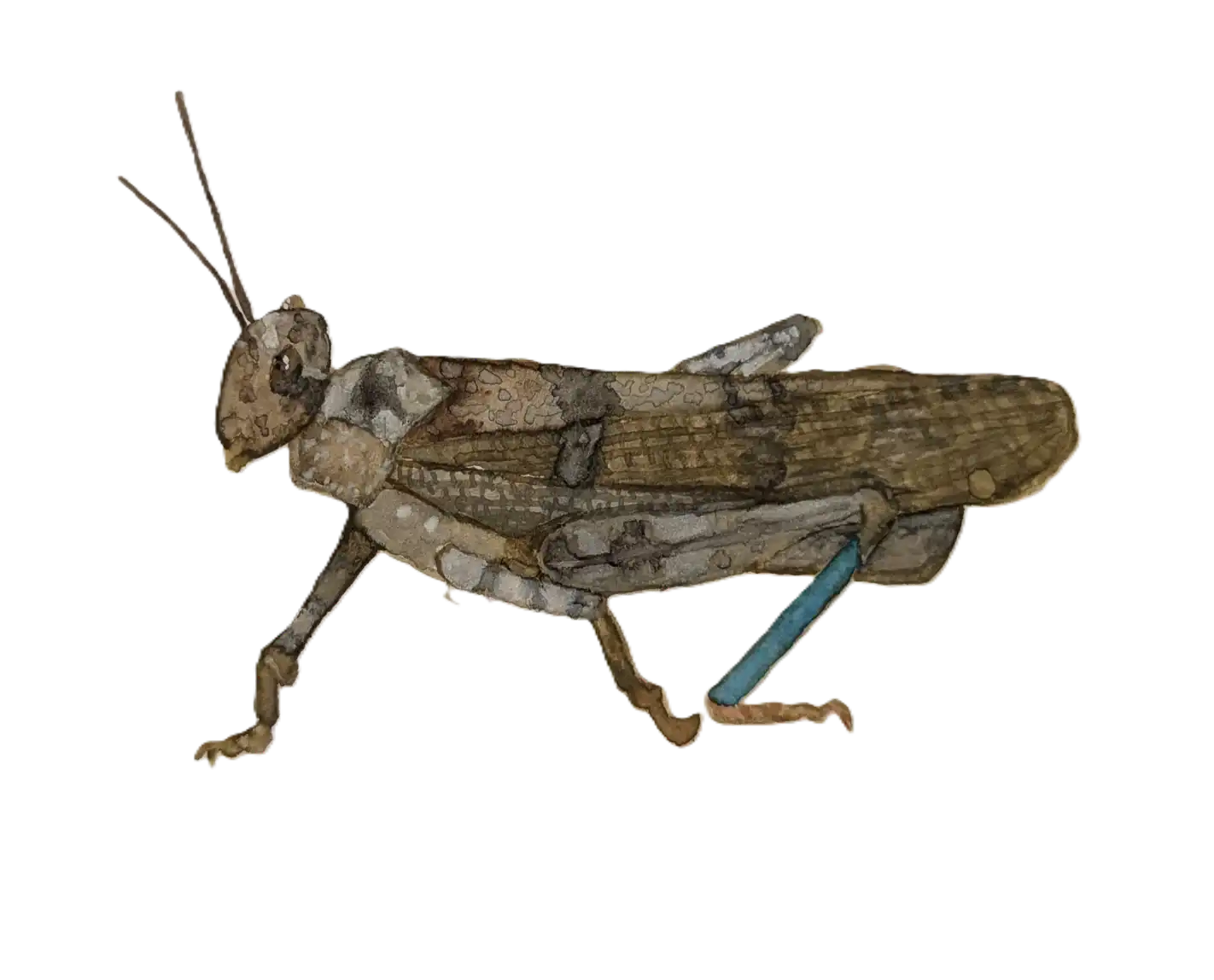 Watercolor of a Zayante band-winged grasshopper